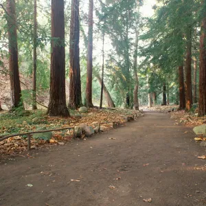 Redwood Section