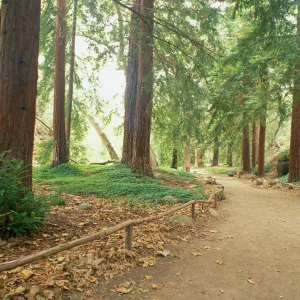 Redwood Section