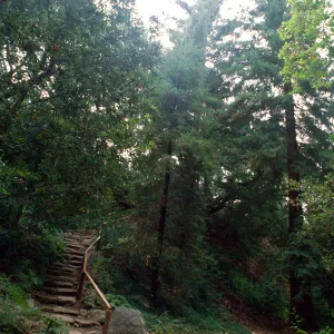 Indian Steps in Redwood Section