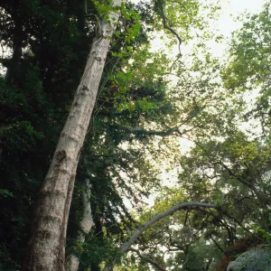 Redwood Section 