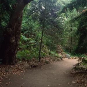 Redwood Section