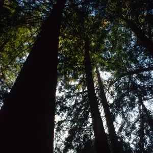 Redwood Section