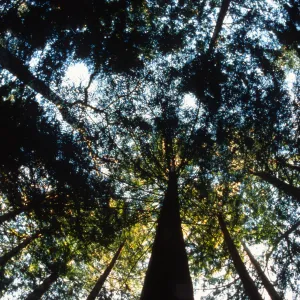 Sky Throught the Trees in the Redwood Section
