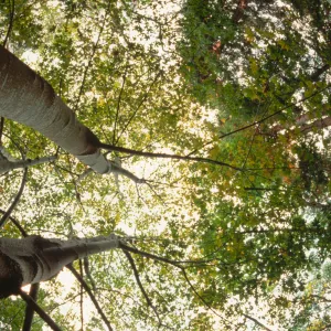 Looking Up Through the Sycamores in the Redwood Section