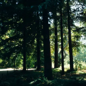 Redwood Section