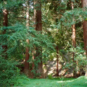 Redwoods in the Santa Barbara Botanic Garden