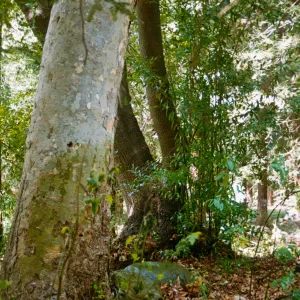 Redwood Section