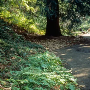 Redwood Section