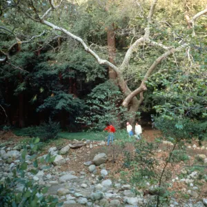 Visitors in the Redwood Section