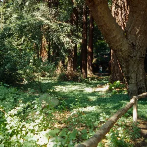 Redwood Understory