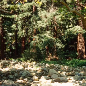 Redwood section from westside of Mission Creek