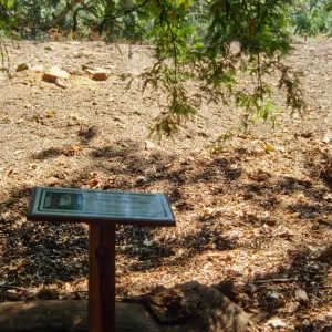 Redwood Slope Restoration Project