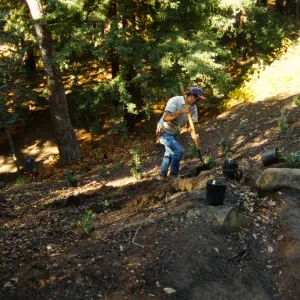 Redwood Slope Restoration Project
