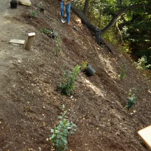 Redwood Section Planting
