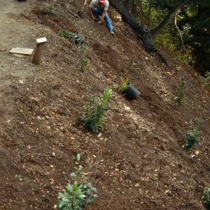 Redwood Section Planting