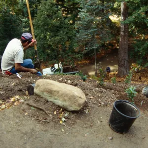 Redwood Slope Renovation