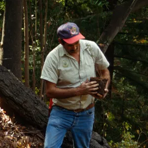 Redwood Slope Renovation