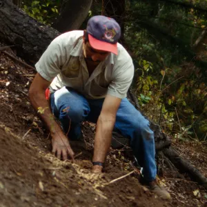 Redwood Slope Renovation
