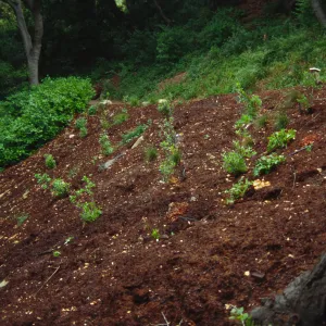 New Planting on Redwood Slope