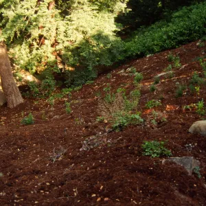 New Planting in Redwood Section