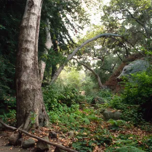 Redwood Section