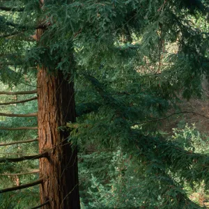 Coast Redwood in Redwood Section 