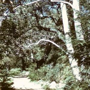 Sycamores in the Redwood Section