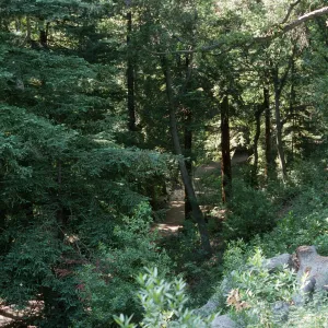 Redwood Section from Above