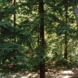 Redwood Section