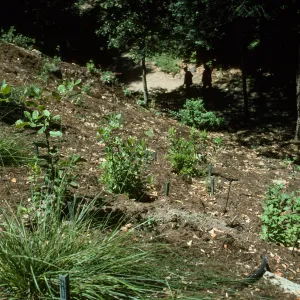 Redwood Section Slope from Above