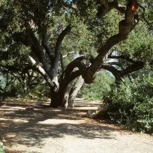 Under the Meadow Oaks