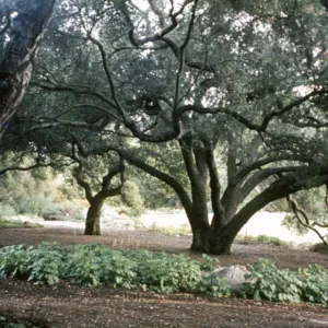 Oaks and Meadow