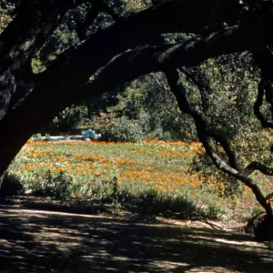 Blooming Meadow from Under the Oaks