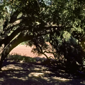 Meadow Oaks