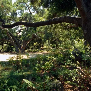 Meadow Oaks