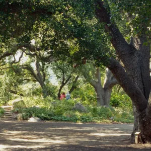 Under the Oaks