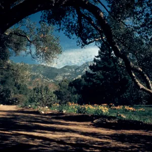 The Meadow from Under the Oaks, path along west side of Meadow