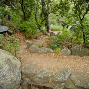 foot bridge on the Pritchett Trail