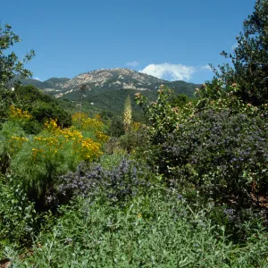 Porter Trail in the Spring, Ceanothus, Coreopsis and Yucca in bloom