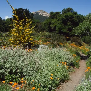 Spring on the Porter Trail (sage) (poppies) (flannel bush)