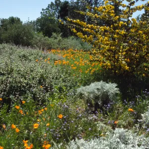 Wildflowers along Porter Trail