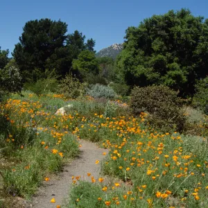 Wildflowers along Porter Trail