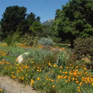 Wildflowers along Porter Trail