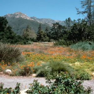 Wildflowers in the Meadow, view to La Cumbre Peak