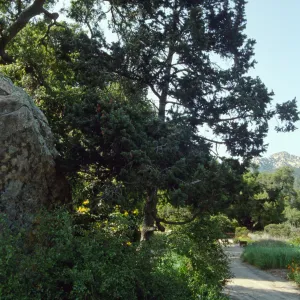 Blaksley Boulder, eastern edge of the Meadow