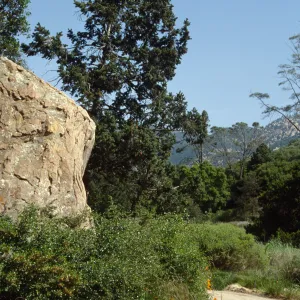 Blaksley Boulder & Douglas Fir