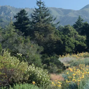 Top of Meadow