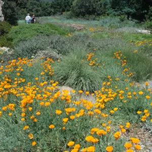 poppies in the Lower Meadow