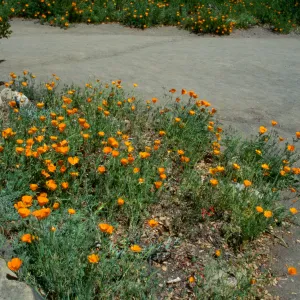 Poppies in Lower Meadow