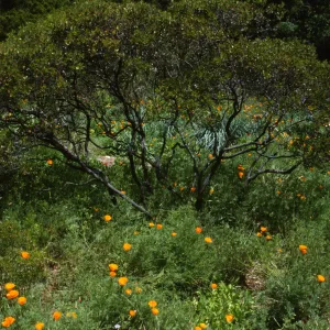 Manzanita & Poppies in Meadow